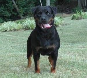 Grace/foundations_rottweiler_09-28-2010_038.jpg
