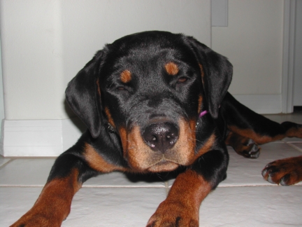 Lexis/Picture_011b.jpg
