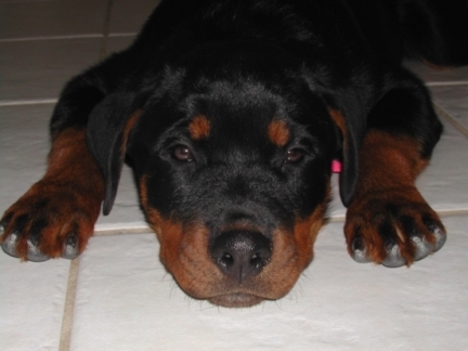 Lexis/Picture_011b.jpg