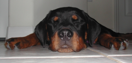 Lexis/Picture_011b.jpg