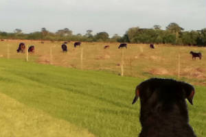 PAR2/Paris-cows.jpeg